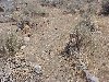 Trail