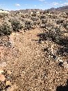 Trail